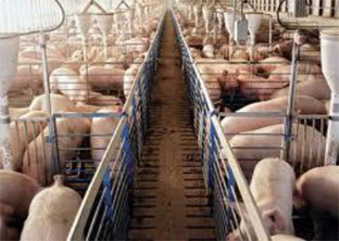 Pig farm